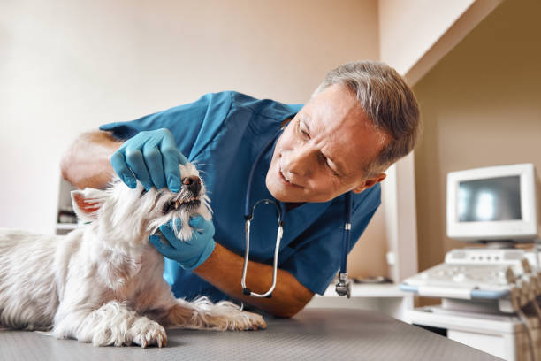 Best Emergency Dentist for Special Needs Patients in Mount Jackson, VA